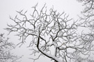 Belgrade_Snow_8664