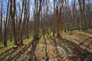 Jastrebac Forest