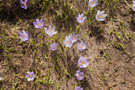 Moračke Planine spring flora