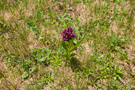 Moračke Planine spring flora