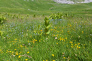 Moračke Planine spring flora