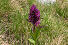 Moračke Planine spring flora