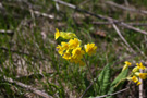 Vidojevica