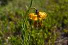 Prokletije, Lilium albanicum (Albanski ljiljan)