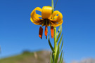 Prokletije, Lilium albanicum (Albanski ljiljan)