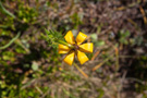 Prokletije, Lilium albanicum (Albanski ljiljan)