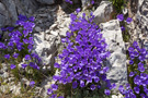 Krošnjina Vrata pass