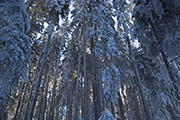 Forest of Tara (Mitrovac)