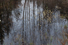 Vlasina lake