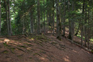 Perućica primeval forest