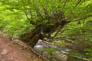 Kaluđerska reka valley