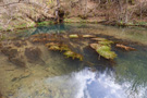 Stara Planina - Vrelo spring