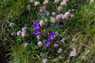 Škrka flora