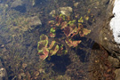 Veliko Škrčko Jezero (The Great Škrka Lake)