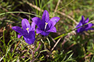 The Saddle Pass flora