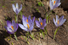 Šafran (crocus vernus)