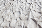 Wild goat (chamois) tracks