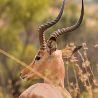 South Africa: Safari