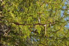 Acacia trees