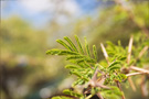 Acacia trees