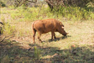 Warthog