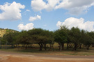 Pilanesberg Park