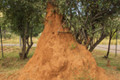 Termite Mound