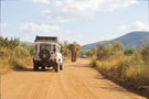 An elephant chasing us down the road