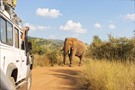 An elephant chasing us down the road