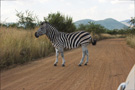 Plains Zebra