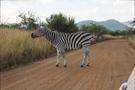 Plains Zebra