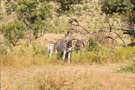 Plains Zebra