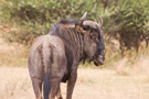 Wildebeest