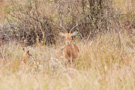 Impala