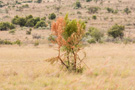 Pilanesberg Park