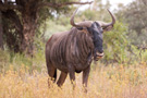 Wildebeest