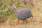 Guinea Hen