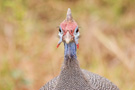 Guinea Hen