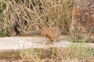 Slender Mongoose
