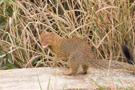 Slender Mongoose