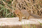 Slender Mongoose