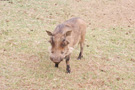 Warthog