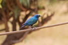 Blue-eared Glossy Starling