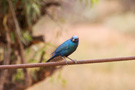 Blue-eared Glossy Starling