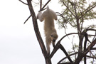 Vervet Monkey