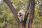 Vervet Monkey