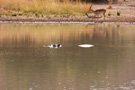 Hippo in the Ratlhogo Lake