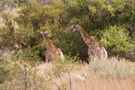 Girrafe