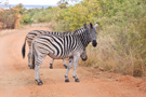 Plains Zebra