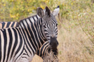 Plains Zebra